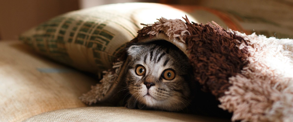 kitten hiding under a blanket